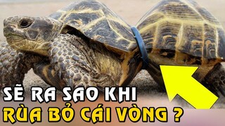 Sẽ Ra Sao Khi Người Ta Giải Cứu Con Rùa Tội Nghiệp Tháo Cái Vòng Nhựa Ra Khỏi Cơ Thể | Tám Tới Tấp