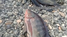 ikan mujair jumbo 3 ekor hasil tangkapan bubu perangkap ikan #fish