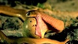 Snake Eating Egg.