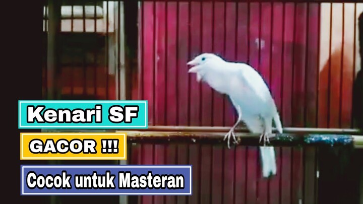 KENARI SF GACOR