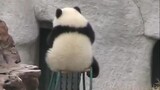 Panda-panda kecil bermain dengan pengasuhnya