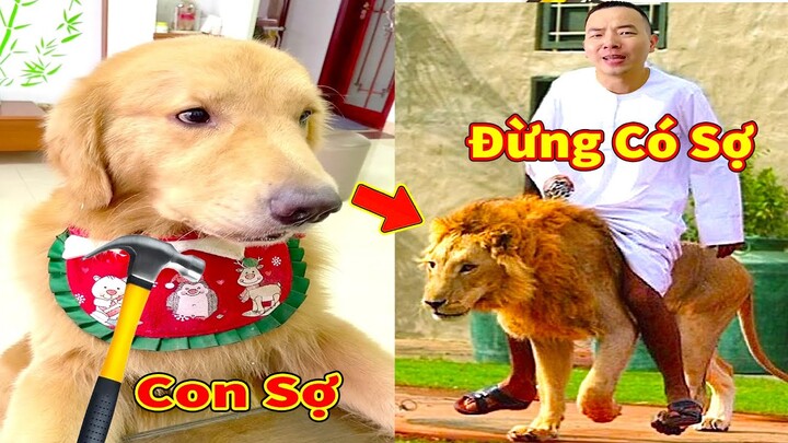 Thú Cưng TV Tứ Mao Đại Náo #80 | Chó Golden Gâu Đần thông minh vui nhộn | Pets cute smart dog