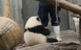 [Panda Hehua] Huahua si manja: Peluk erat kaki ibu asuh.