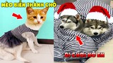Thú Cưng Vlog 🐶 Ngáo Và Ngơ Ham Ăn #28 | Chó ngáo Husky vui nhộn | Pets funny cute smart dog