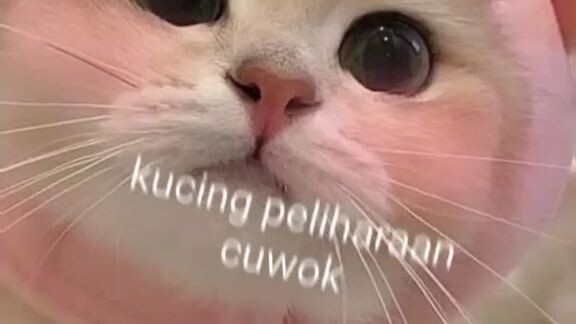 perbedaan kucing cowok dan cewek