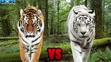 Tiger vs White Tiger | SPORE