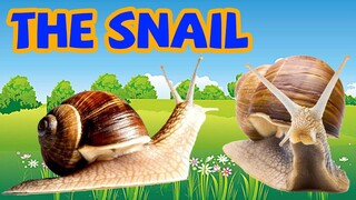 Bé tập nói tiếng anh | Con ốc sên | Baby practice speaking English | The snail