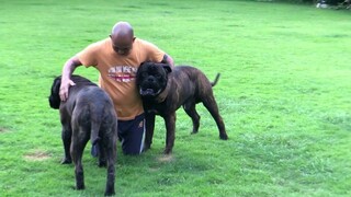 Bullmastiff brindle at the garden, big head and body..