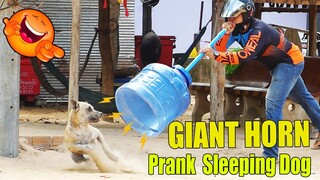 Giant Horn Prank Sleeping Dog New Update