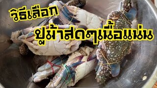 วิธีเลือกปูม้าสดๆเนื้อแน่น ไม่เหม็นคาว |บ้านน้ำยำ สร้างอาชีพ