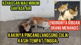 Astagfirullah Anak Kucing Pincang Kehausan Mencari Air Di Got Endingnya Bikin Ribuan Orang Menangis