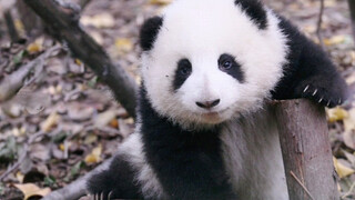 【Panda He Hua】Let Me Teach You How to Pose for a Photo