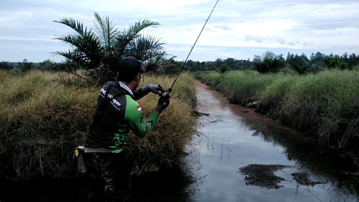 Ikannya Banyak di Sini