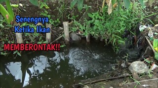 Mancing Ikan Di Selokan Sawah Di Musim Kemarau, Banyak Ikan Yang Terjebak Broo