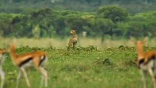 Cheetah hunting seasons