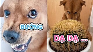 BOSS nhà bạn đầu gấu Hãy thử cách này | Milu The Dog