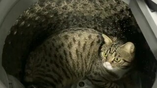 猫:有猫病吧这人！