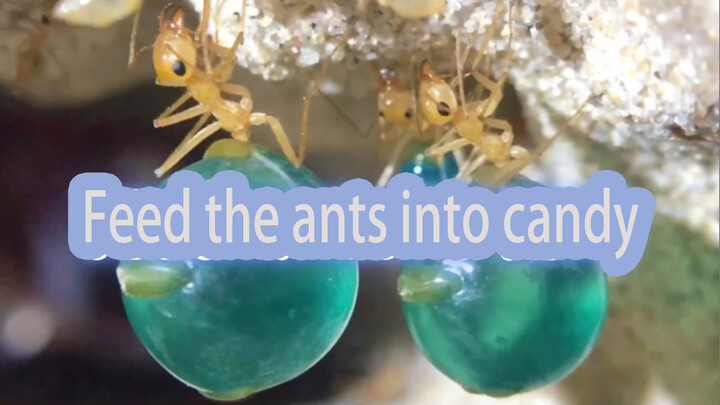 [Mexican honeypot ant] เลี้ยงมดให้เหมือนลูกกวาด