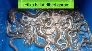 ketika belut diberi garam