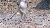 【Animal】A baby monkey sticks to a monkey that isn't its mother