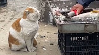 Wuling cats make a living by fishing!