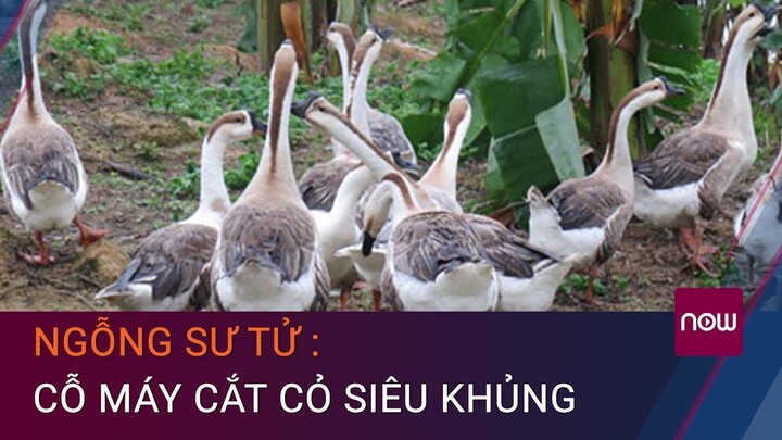 Ngỗng sư tử: Cỗ máy máy cắt cỏ siêu khủng | VTC Now