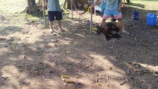 Pitik lang kung pumalo🐓