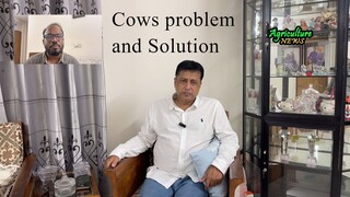 cows problem and solution