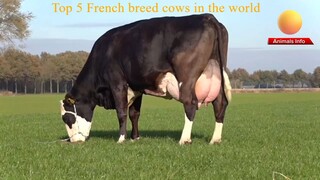 Top 5 French breed cows in the world