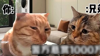 "Nhà hát nhỏ Cat Meme"