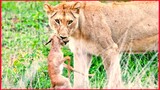 Baby Impala Fights Back With Head Inside Lion's Mouth.