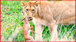 Baby Impala Fights Back With Head Inside Lion's Mouth.