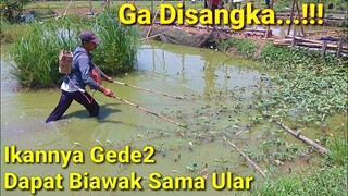 Nyari Ikan Dapat Gabus Gede & Banyak