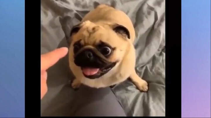 Tôi quá bất lực với trường hợp này #meme
