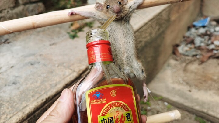 老鼠: 这劲酒……上头