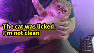 Apa reaksi kucing ketika kamu menjilatnya?