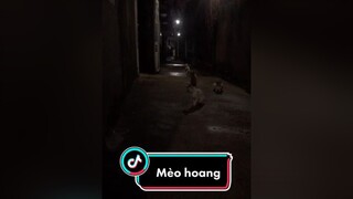 Cho đám mèo hoang ăn bửa cuối mèo meow Nguyenhoanghaidang mayconmeo meocute lovepet cat catsoftiktok catvideo