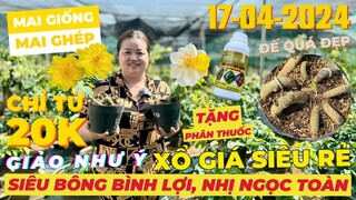 CHỊ THANH TRÀ Giao Lưu Mai Giống Mai Ghép Giá Rẻ, Siêu Bông Bình Lợi, Giảo Như Ý... • THÀNH TRỌNG LÊ