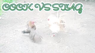 Black Mcrae Henny VS Golden Grey Kelso        SPAR!