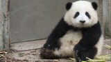 【Panda He Hua】Hua Hua Acting Cute