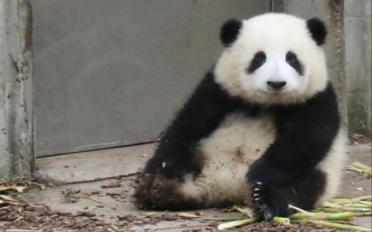 [Panda Hehua] โชว์ความน่ารักให้มนุษย์ได้ชมสักหน่อย