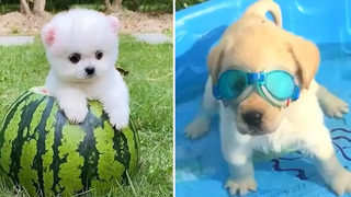 Baby Dogs 🔴 การรวบรวมวิดีโอสุนัขน่ารักและตลก 8 วิดีโอลูกสุนัขตลก 2021