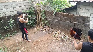 Ang gulang nyu hah NASA sa inyu na lahat gulang sa manok malaki mataas pa