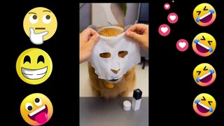 The best fun funny videos pets🐶🐷 TRY NOT TO LAUGH lol152🐕🐰🐾