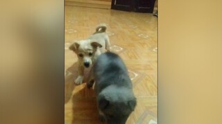 Suốt ngày oánh nhau. 😂 yeucho yeuchomeo cún cúncon chó chómèo chócon chó_cưng chókhôn yeuchomeo cưng chócute pet dog dogsoftiktok