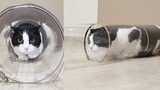 [Animals]A cat challenges to crawl in pipes of different sizes
