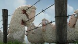 A black humorous animation: two flocks of sheep committed suicide after they got together, satirizin