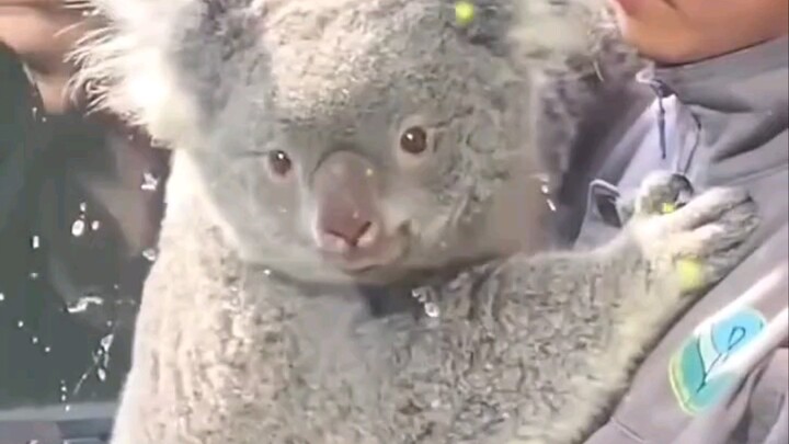 Con koala này đẹp quá