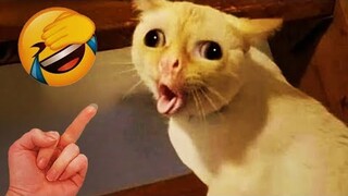 Ultimate Funny Animal Videos: Guaranteed Laughter 😂🐾