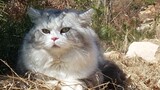 Kucing Yang Mu Tetap di Gunung Tak Mau Pulang, Dihukum Majikan...